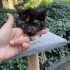 Bereket kedisi Tortoiseshell Zeyna iç dış parazitleri karma aşısı yapıldı fotoğraf