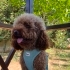 Safkan Poodle Cinsi Köpeğimiz Yeni Yuvasını Arıyor fotoğraf