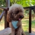 Safkan Poodle Cinsi Köpeğimiz Yeni Yuvasını Arıyor fotoğraf