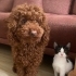 Safkan Poodle Cinsi Köpeğimiz Yeni Yuvasını Arıyor fotoğraf