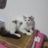 Leyla ela gözlü bir çöl ahusu 😻 fotoğraf