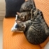 ACİL ! SEVECEN ,UYSAL KISIR EV KEDİSİ fotoğraf