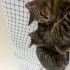 ACİL ! SEVECEN ,UYSAL KISIR EV KEDİSİ fotoğraf