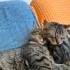 ACİL ! SEVECEN ,UYSAL KISIR EV KEDİSİ fotoğraf