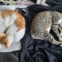 Lütfen Açıklamayı Okuyun fotoğraf