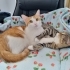 Lütfen Açıklamayı Okuyun fotoğraf
