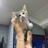 SOKAĞA DÖNECEK ÇOK ACİL YUVA ARIYORUZ fotoğraf