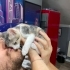 SOKAĞA DÖNECEK ÇOK ACİL YUVA ARIYORUZ fotoğraf