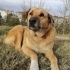 ÇOMAR KALICI YUVASINI ARIYOR fotoğraf
