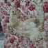 Çok uysal oyun sever saldırganlığı yok melez bir kedi fotoğraf