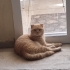 Çok uysal oyun sever saldırganlığı yok melez bir kedi fotoğraf