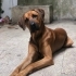 Uyumlu ve korumacı fotoğraf