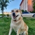 GELİNCİK KALICI YUVASINI ARIYOR fotoğraf