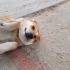 GELİNCİK KALICI YUVASINI ARIYOR fotoğraf