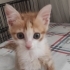 Tek başına yolda bulundu ömürlük yuva arıyoruz fotoğraf