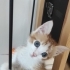 Tek başına yolda bulundu ömürlük yuva arıyoruz fotoğraf