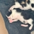 4 yavru( biri gri, biri smokin, diğer ikisi calico) fotoğraf