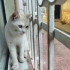 Cok uysal kedise yuva ariyoruz fotoğraf