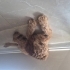 Ücretsiz yuva maltipoo köpeğimiz fotoğraf