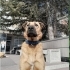 SERBEST KALICI YUVASINI ARIYOR fotoğraf