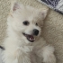 Pablo'muza güvenli ve kalıcı bir yuva arıyoruz.Maltese Terrier Cinsi Erkek Yavru fotoğraf