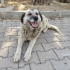 NAZMİ LUCY KALICI YUVASINI ARIYOR fotoğraf