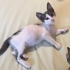 2 aylık minik oğlan yuva arıyor fotoğraf