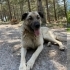 PASCAL KALICI YUVASINI ARIYOR fotoğraf