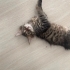 Kırma cins kedi fotoğraf
