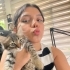 Kırma cins kedi fotoğraf