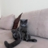 British shorthair Ücretsiz Sahiplendirme fotoğraf