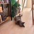 British shorthair Ücretsiz Sahiplendirme fotoğraf