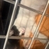 Tekir kedi 3 aylık tek patisine basamıyor fotoğraf