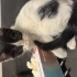 Tekir kedi 3 aylık tek patisine basamıyor fotoğraf