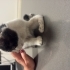 Tekir kedi 3 aylık tek patisine basamıyor fotoğraf