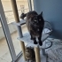 Sparky ve Blacy'nin ailesi olmak ister misiniz? fotoğraf