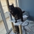 Sparky ve Blacy'nin ailesi olmak ister misiniz? fotoğraf