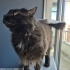 Sparky ve Blacy'nin ailesi olmak ister misiniz? fotoğraf