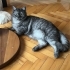 Sokağa atılan Mamba fotoğraf