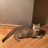 BADEM 3 YAŞINDA KISIR fotoğraf