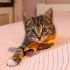 Minik Prens yuva arıyor fotoğraf