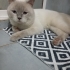 Kısır,chipli, sağlıklı bir evlat fotoğraf