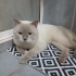 Kısır,chipli, sağlıklı bir evlat fotoğraf