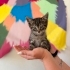 50 Günlük Erkek Minnoşa Yuva Arıyorum fotoğraf
