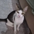 Dobby sevgi dolu :) fotoğraf