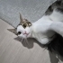 Dobby sevgi dolu :) fotoğraf