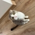 Bıdık çok acil yuva arıyor fotoğraf