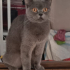 Pamuk gibi bir kız fotoğraf