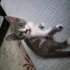 Sokağa atılmış yavru cins kedi fotoğraf
