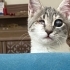Çekingen, naif, melek huylu; ACİL AİLE ARANIYOR fotoğraf